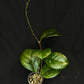 Hoya patcharawalai seedling by ice, rare