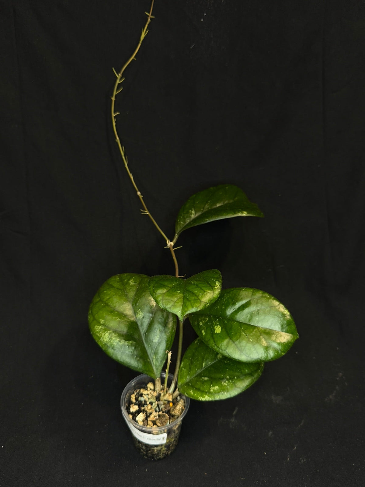 Hoya patcharawalai seedling by ice, rare