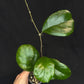 Hoya patcharawalai seedling by ice, rare