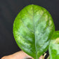 Hoya patcharawalai seedling by ice, rare