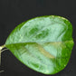 Hoya patcharawalai seedling by ice, rare