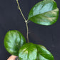 Hoya patcharawalai seedling by ice, rare