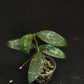 Hoya Phuwuaensis splash, with one peduncle