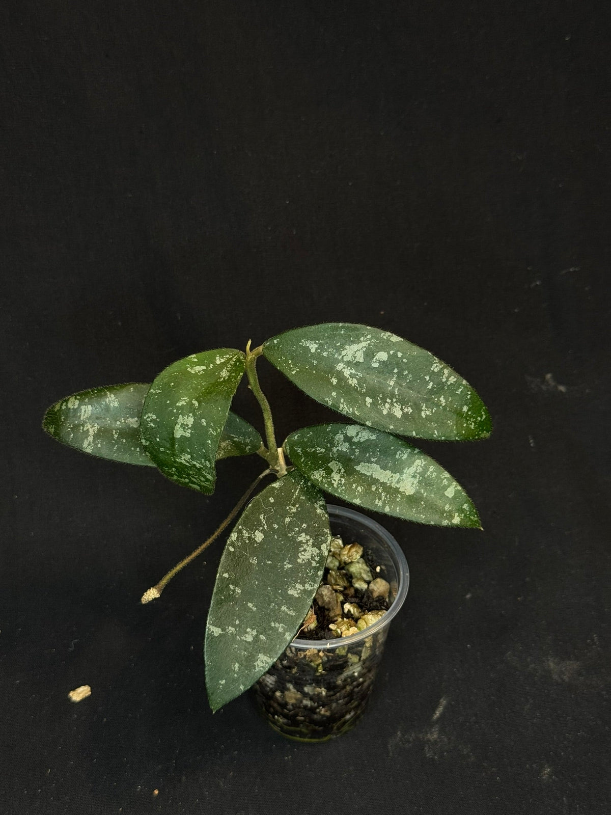 Hoya Phuwuaensis splash, with one peduncle