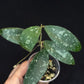 Hoya Phuwuaensis splash, with one peduncle