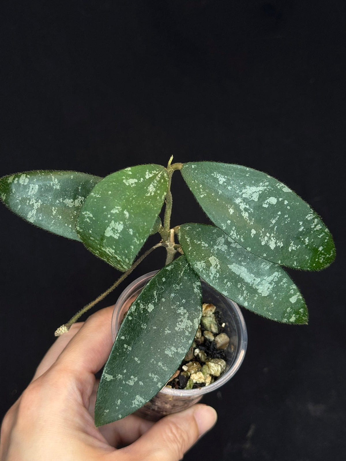 Hoya Phuwuaensis splash, with one peduncle