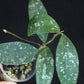 Hoya Phuwuaensis splash, with one peduncle