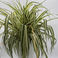 Inner Variegated Spider Plant