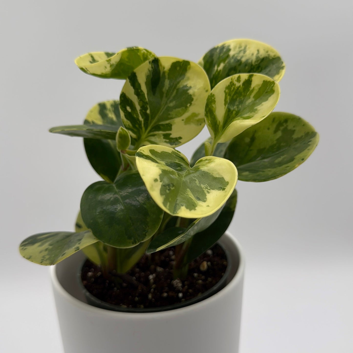 Peperomia Obtusifolia 'Pepperface'