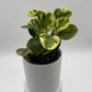 Peperomia Obtusifolia 'Pepperface'