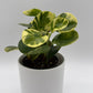 Peperomia Obtusifolia 'Pepperface'