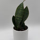 Sansevieria Masoniana (Whale Fin)