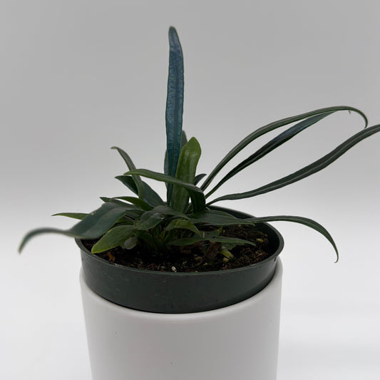 Blue Oil Fern
