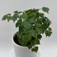 China Doll Plant (Radermachera Sinica)