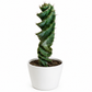 Spiralis Spiral Cactus