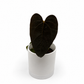 Anthurium Queen of Hearts