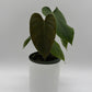 Philodendron Lynamii