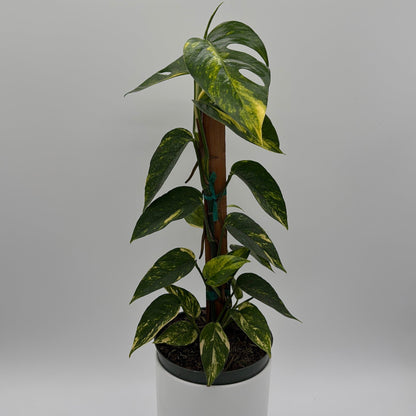 Epipremnum Pinnatum Yellow Flame
