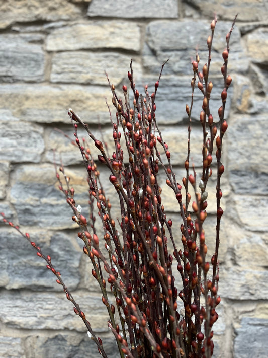 Willow-Red Bud With Shells On
