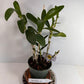 Dendrobium Nobile Orchid White potted I Subtle fragrance I Only one I Not in bloom
