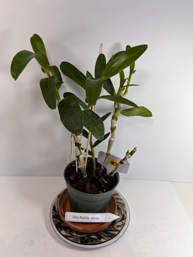 Dendrobium Nobile Orchid White potted I Subtle fragrance I Only one I Not in bloom