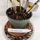 Dendrobium Nobile Orchid White potted I Subtle fragrance I Only one I Not in bloom