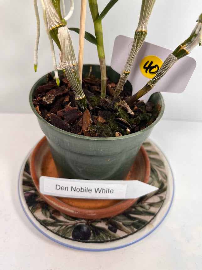 Dendrobium Nobile Orchid White potted I Subtle fragrance I Only one I Not in bloom