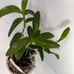 Dendrobium Nobile Orchid White potted I Subtle fragrance I Only one I Not in bloom