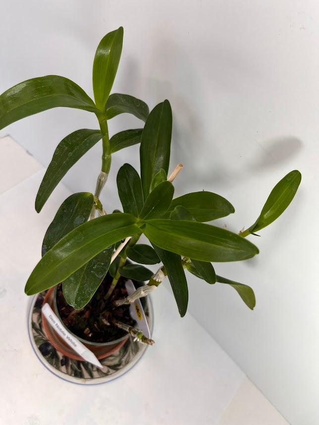 Dendrobium Nobile Orchid White potted I Subtle fragrance I Only one I Not in bloom