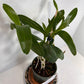 Dendrobium Nobile Orchid White potted I Subtle fragrance I Only one I Not in bloom