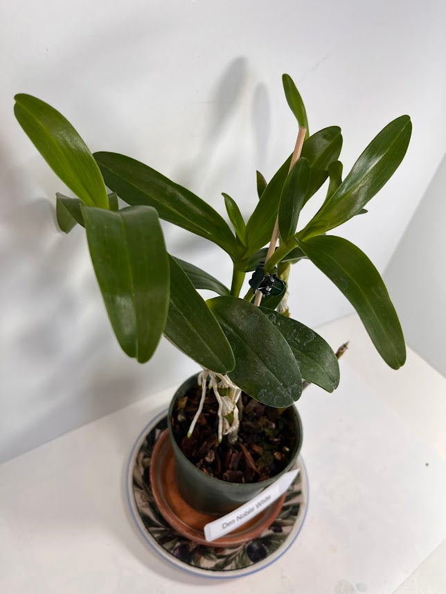Dendrobium Nobile Orchid White potted I Subtle fragrance I Only one I Not in bloom
