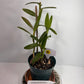 Orange Epidendrum Orchid Plant I Starter Plant I Only one