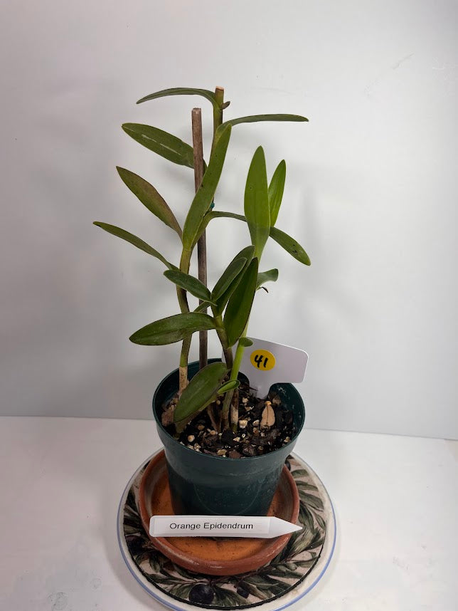 Orange Epidendrum Orchid Plant I Starter Plant I Only one