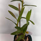 Orange Epidendrum Orchid Plant I Starter Plant I Only one