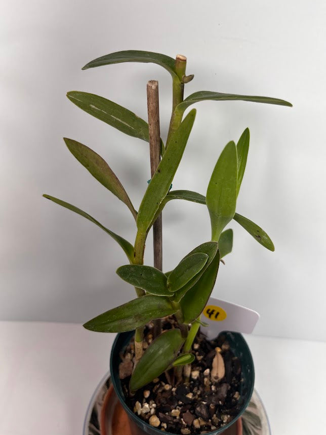 Orange Epidendrum Orchid Plant I Starter Plant I Only one