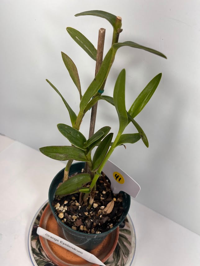 Orange Epidendrum Orchid Plant I Starter Plant I Only one