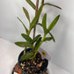 Orange Epidendrum Orchid Plant I Starter Plant I Only one