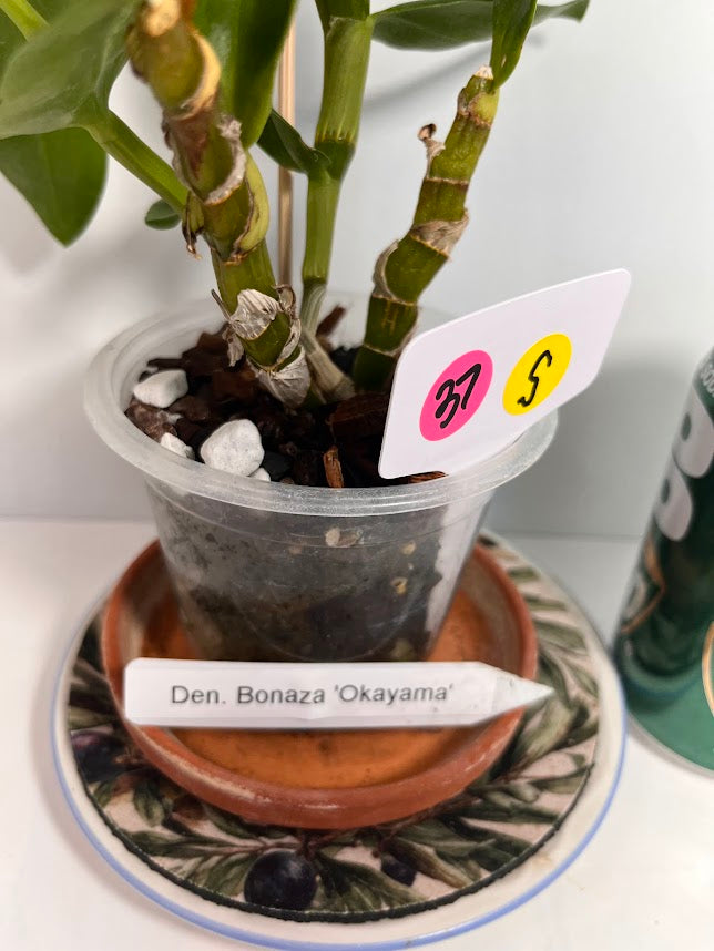 Dendrobium Bonanza 'Okayama' Orchid - known for its crimson-pink flowers with deep purple edges