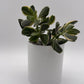 Variegated Jade Plant