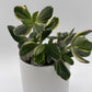 Variegated Jade Plant