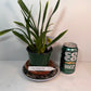 Compact Oncidium Twinkle Pink Orchid potted and established I not in bloom