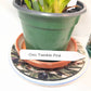 Compact Oncidium Twinkle Pink Orchid potted and established I not in bloom