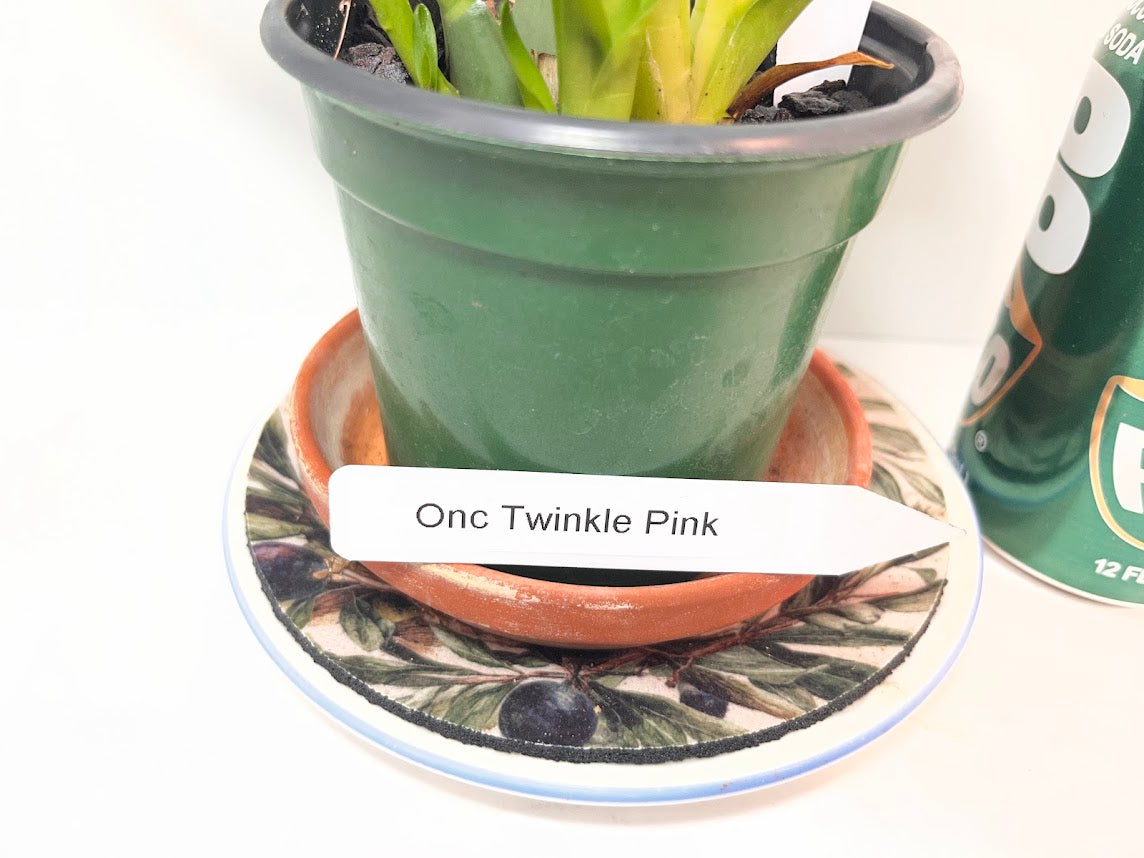 Compact Oncidium Twinkle Pink Orchid potted and established I not in bloom