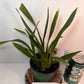 Compact Oncidium Twinkle Pink Orchid potted and established I not in bloom