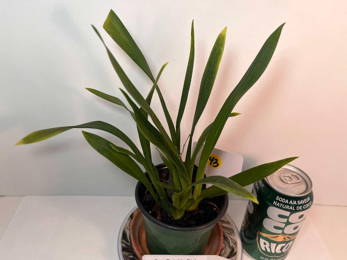 Compact Oncidium Twinkle Pink Orchid potted and established I not in bloom