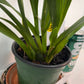 Compact Oncidium Twinkle Pink Orchid potted and established I not in bloom