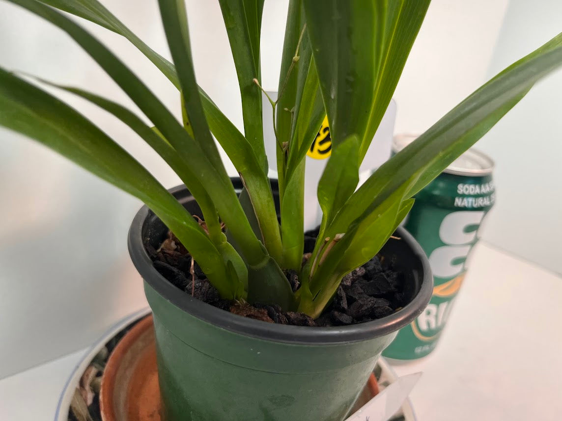 Compact Oncidium Twinkle Pink Orchid potted and established I not in bloom