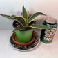 Variegated Century Agave Plant potted I Drought Tolerant Succulent I Only one