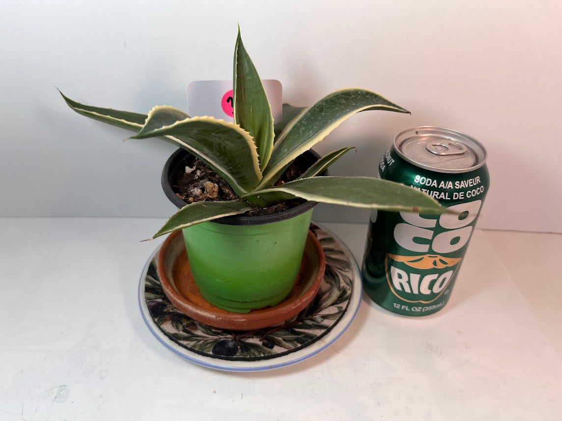 Variegated Century Agave Plant potted I Drought Tolerant Succulent I Only one