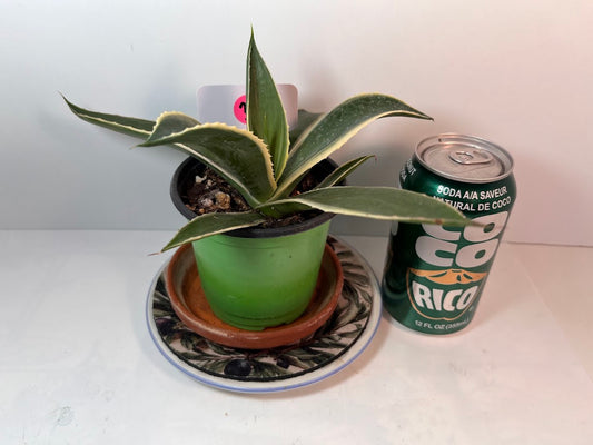 Variegated Century Agave Plant potted I Drought Tolerant Succulent I Only one